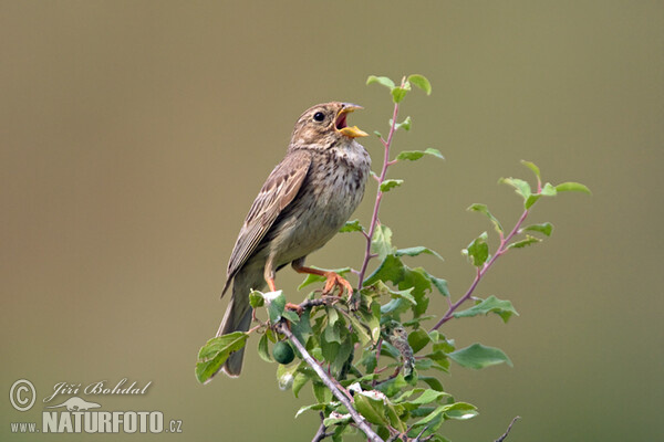 Grauammer (Emberiza calandra)