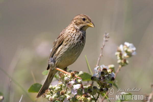 Grauammer (Emberiza calandra)