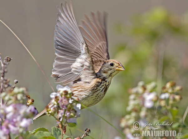 Grauammer (Emberiza calandra)