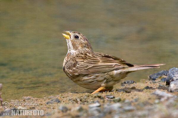 Grauammer (Emberiza calandra)