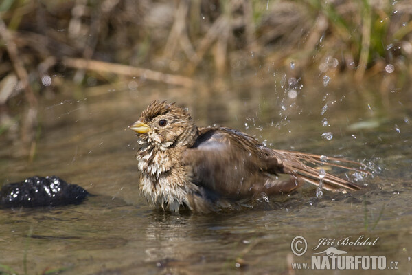 Grauammer (Emberiza calandra)