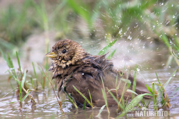 Grauammer (Emberiza calandra)