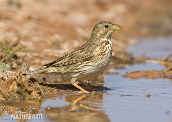 Grauammer (Emberiza calandra)