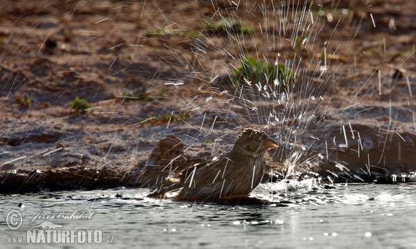 Grauammer (Emberiza calandra)