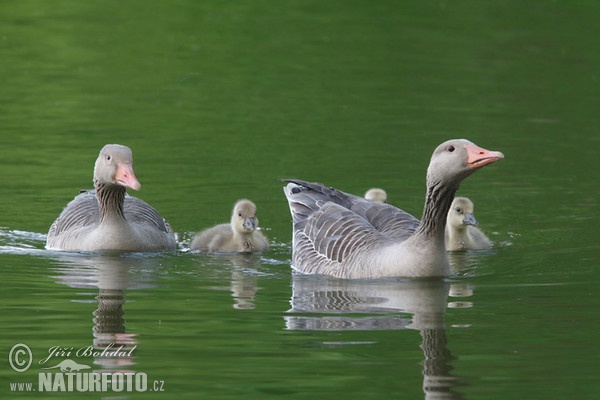 Graugans (Anser anser)