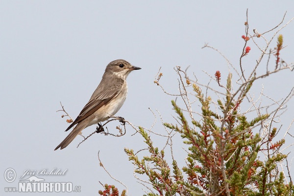 Grauschnäpper (Muscicapa striata)