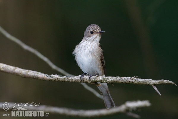 Grauschnäpper (Muscicapa striata)