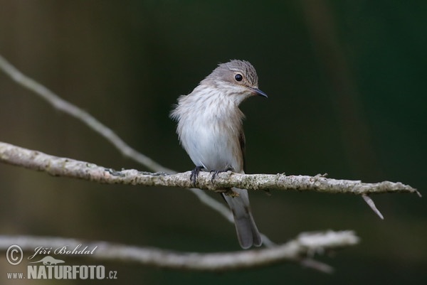 Grauschnäpper (Muscicapa striata)