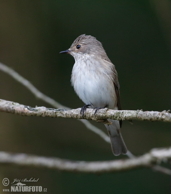 Grauschnäpper (Muscicapa striata)