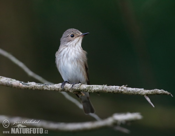 Grauschnäpper (Muscicapa striata)