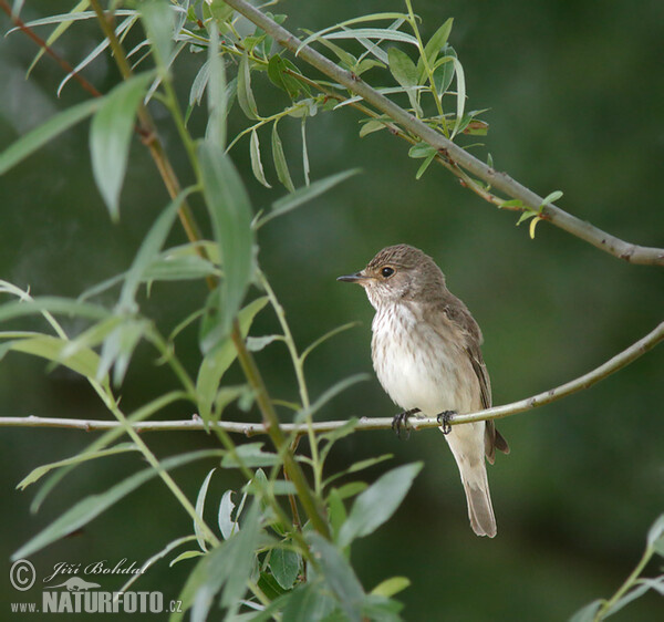 Grauschnäpper (Muscicapa striata)