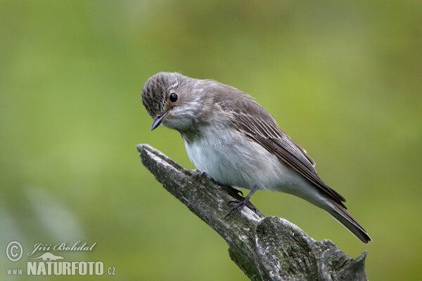 Grauschnäpper (Muscicapa striata)