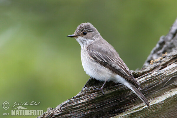 Grauschnäpper (Muscicapa striata)