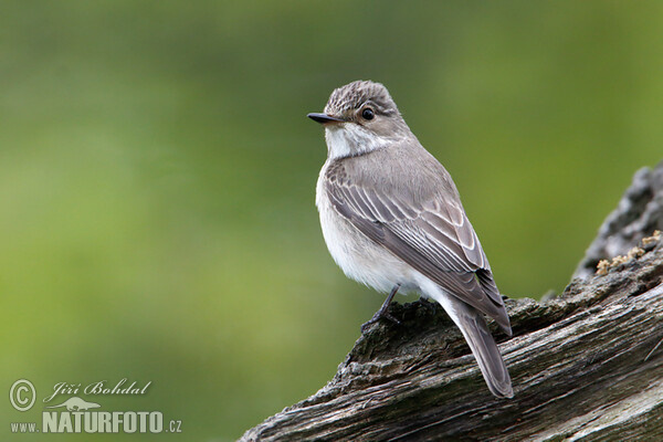 Grauschnäpper (Muscicapa striata)