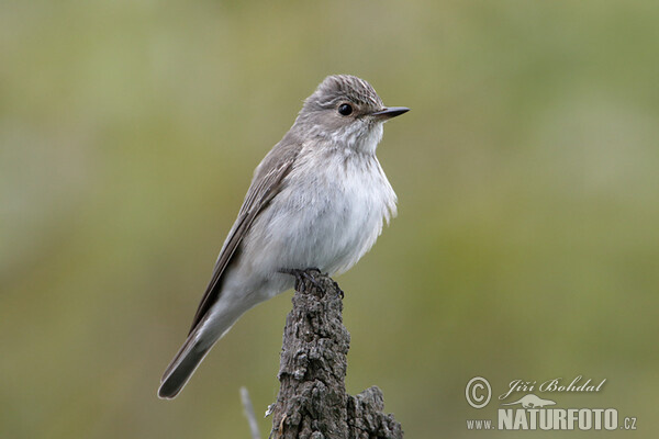 Grauschnäpper (Muscicapa striata)