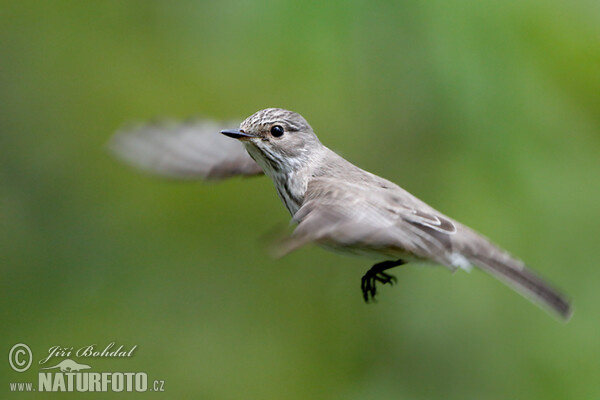 Grauschnäpper (Muscicapa striata)