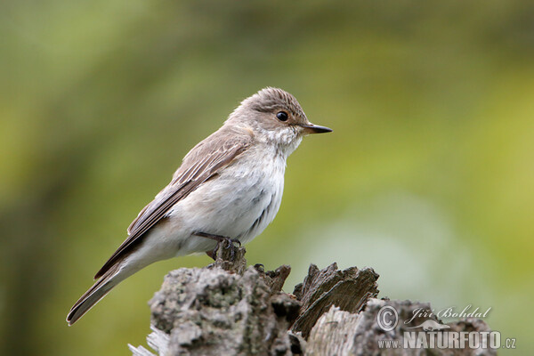 Grauschnäpper (Muscicapa striata)