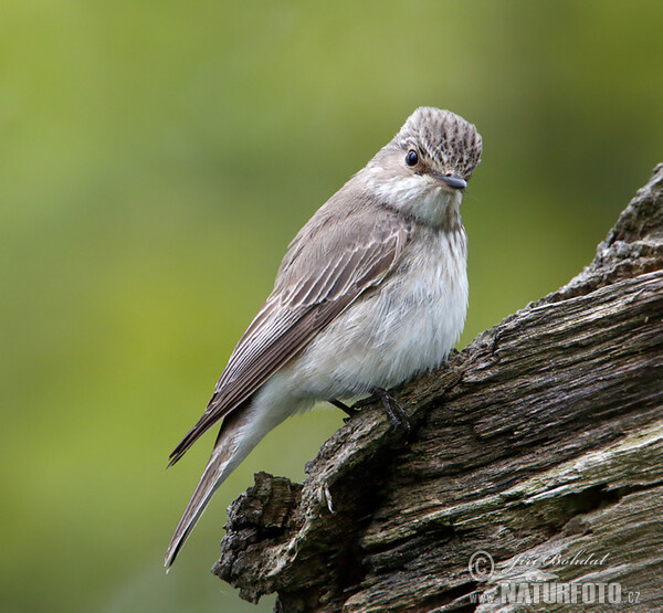 Grauschnäpper (Muscicapa striata)