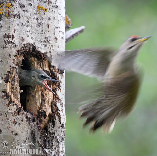 Grauspecht (Picus canus)