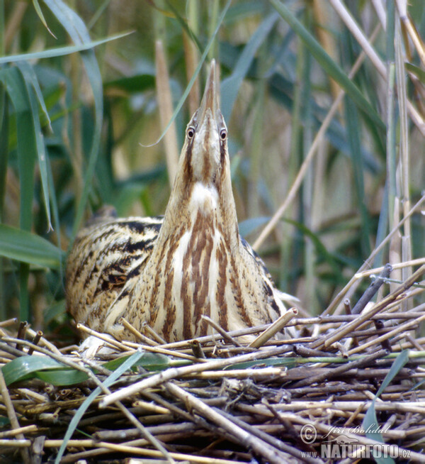 Grosse Rohrdommel (Botaurus stellaris)