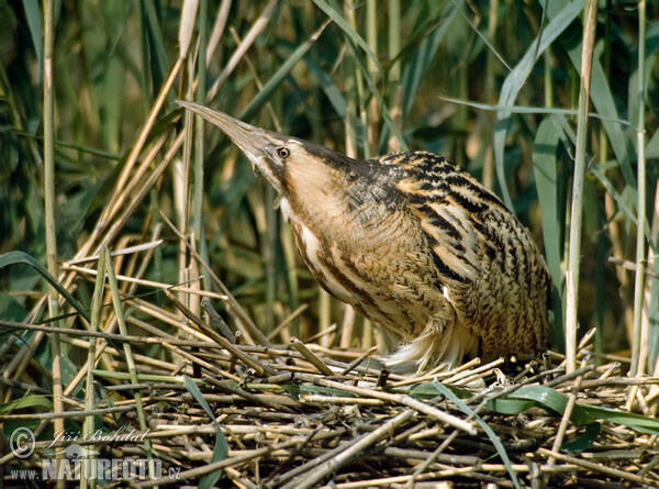 Große Rohrdommel (Botaurus stellaris)