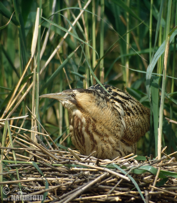 Große Rohrdommel (Botaurus stellaris)