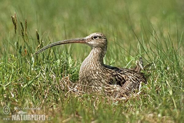 Großer Brachvogel (Numenius arquata)