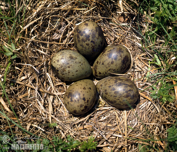 Grosser Brachvogel (Numenius arquata)