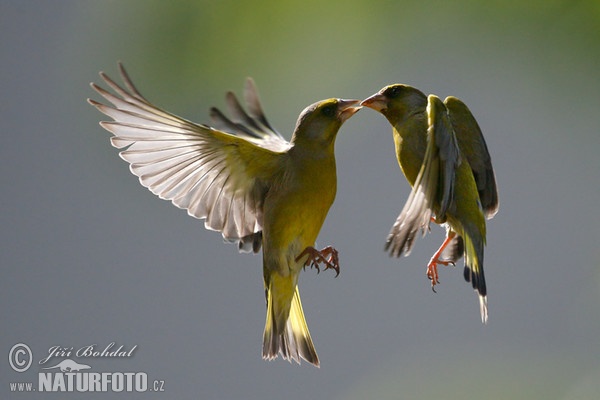 Grünling (Carduelis chloris)