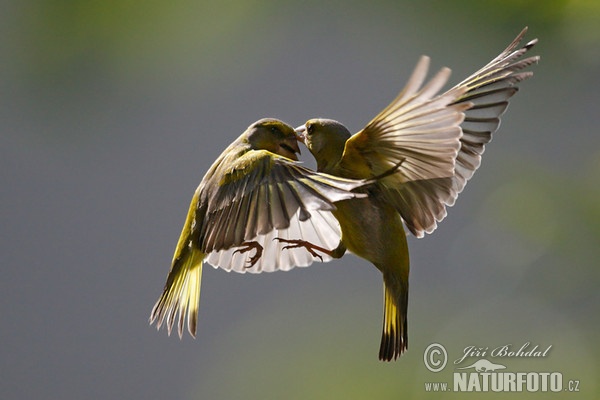 Grünling (Carduelis chloris)