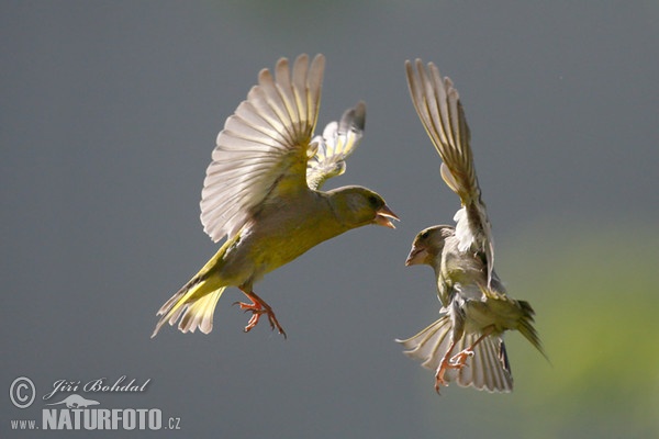 Grünling (Carduelis chloris)