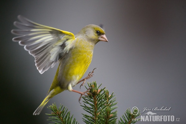 Grünling (Carduelis chloris)