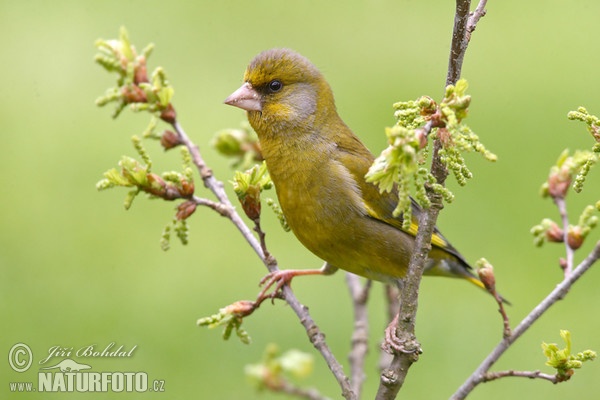 Grünling (Carduelis chloris)