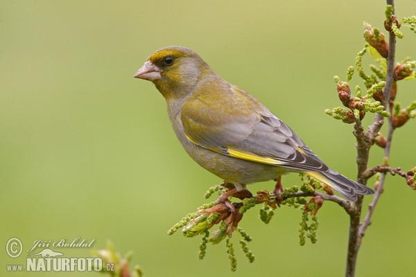 Grünling (Carduelis chloris)