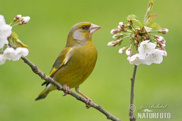 Grünling (Carduelis chloris)