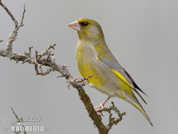 Grünling (Carduelis chloris)