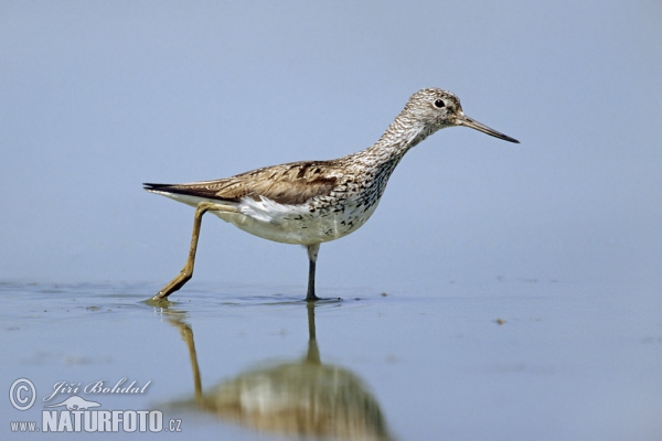 Grünschenkel (Tringa nebularia)