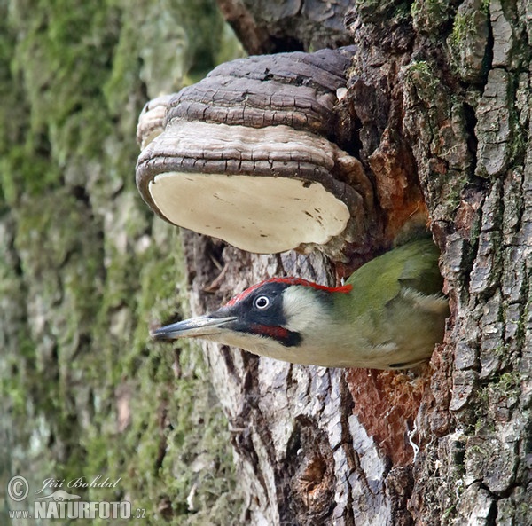 Grünspecht (Picus viridis)