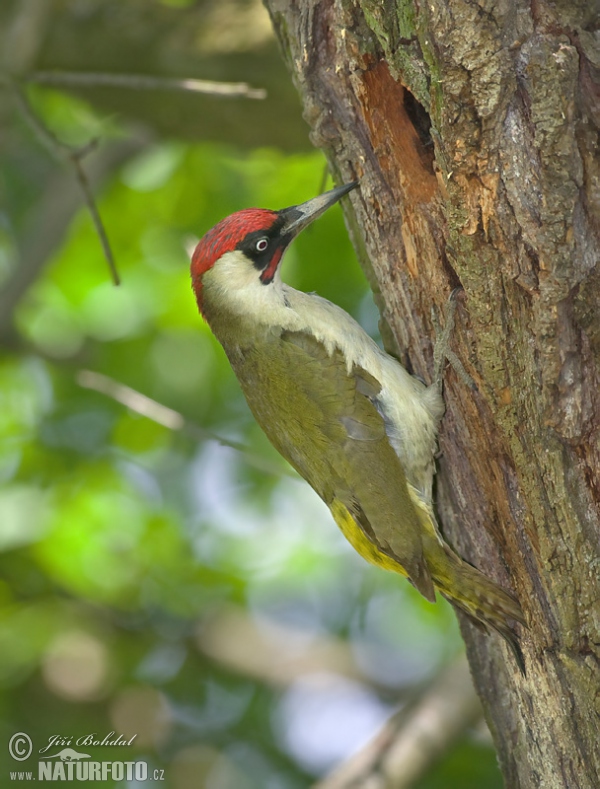 Grünspecht (Picus viridis)