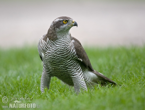 Habicht (Accipiter gentilis)