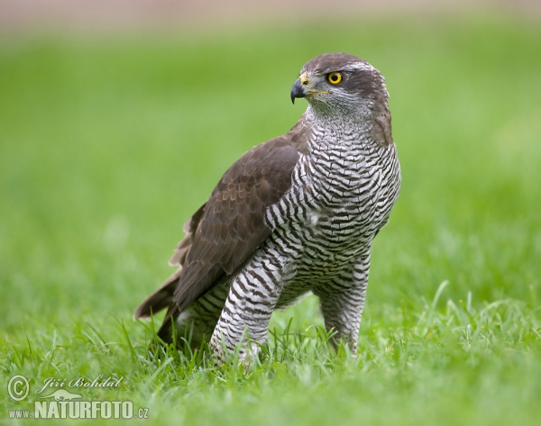 Habicht (Accipiter gentilis)