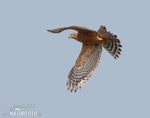 Habicht (Accipiter gentilis)