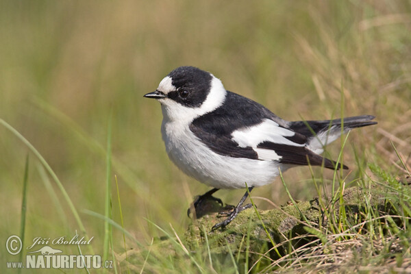 Halsbandschnäpper (Ficedula albicollis)