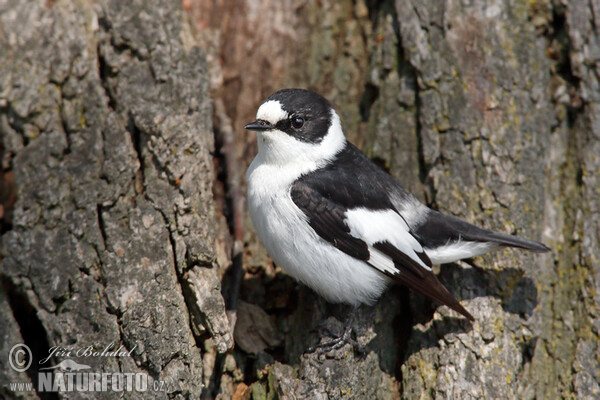 Halsbandschnäpper (Ficedula albicollis)