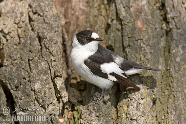 Halsbandschnäpper (Ficedula albicollis)