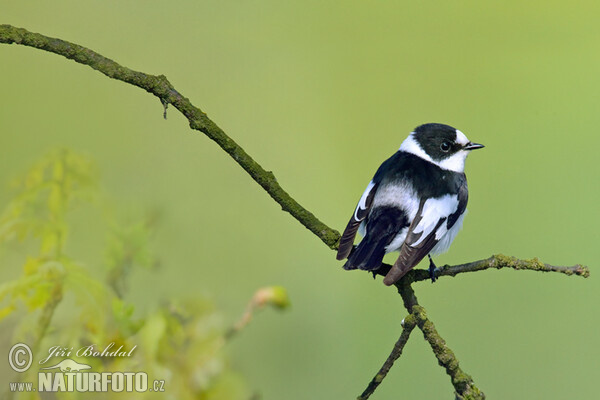 Halsbandschnäpper (Ficedula albicollis)