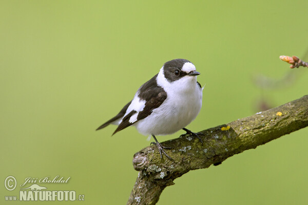 Halsbandschnäpper (Ficedula albicollis)