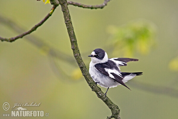 Halsbandschnäpper (Ficedula albicollis)