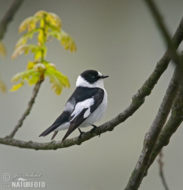 Halsbandschnäpper (Ficedula albicollis)