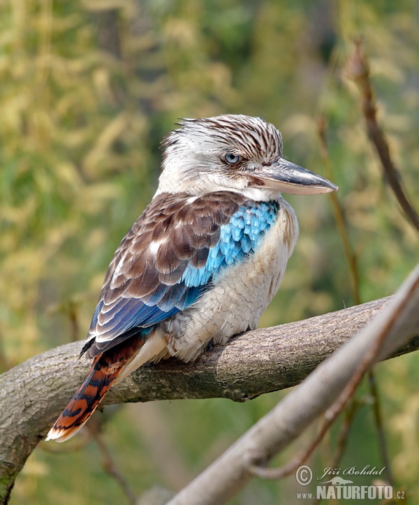 Haubenliest (Dacelo leachii)